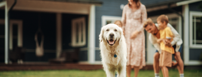 pet custody battle